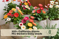 California Giants Mix Gerbera Daisy Seeds – Bright Colorful Blooms for Garden Beds, Containers, Cut Flowers | Gerbera jamesonii