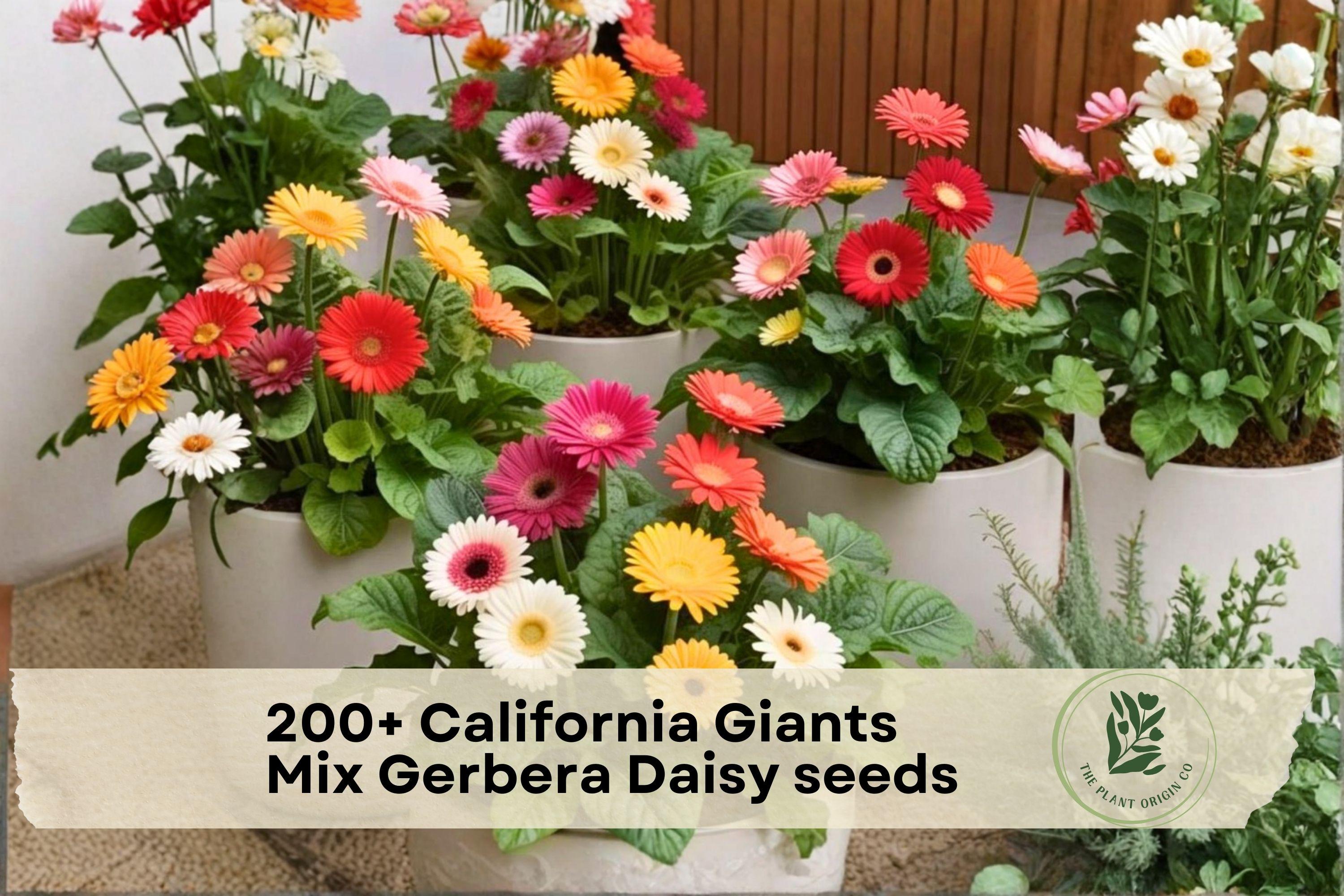 California Giants Mix Gerbera Daisy Seeds – Bright Colorful Blooms for Garden Beds, Containers, Cut Flowers | Gerbera jamesonii