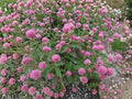 Red Clover Flower Seeds | Trifolium Pratense | Pink to Reddish-Purple Blooms | Perennial Garden Plant