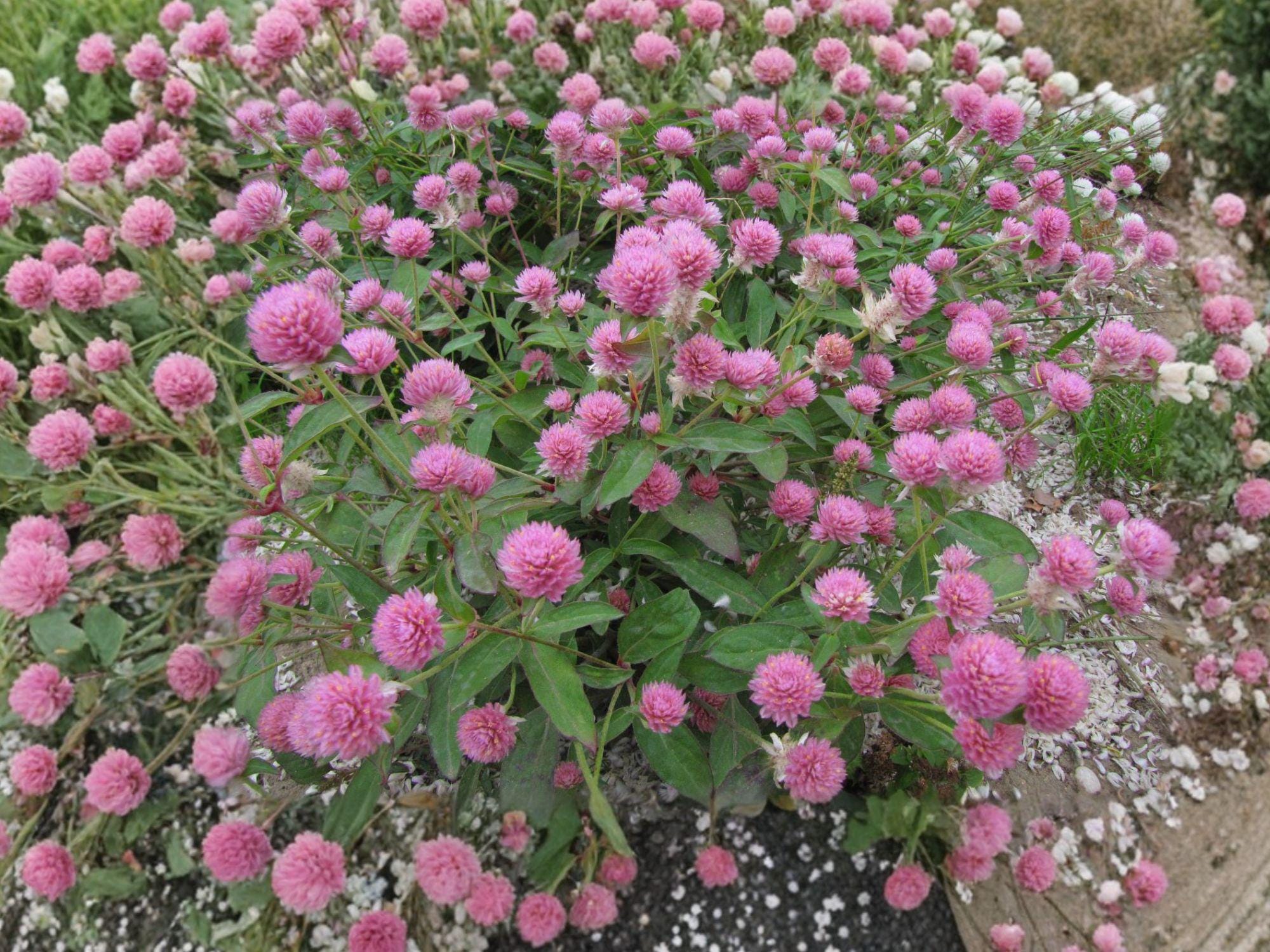 Red Clover Flower Seeds | Trifolium Pratense | Pink to Reddish-Purple Blooms | Perennial Garden Plant