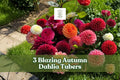 Blazing Autumn Dahlia Tubers – Mixed Color Flowering Perennial Plant – Dahlia spp.