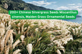 200+ Chinese Silvergrass Seeds | Miscanthus sinensis Ornamental Grass for Landscaping & Garden Borders