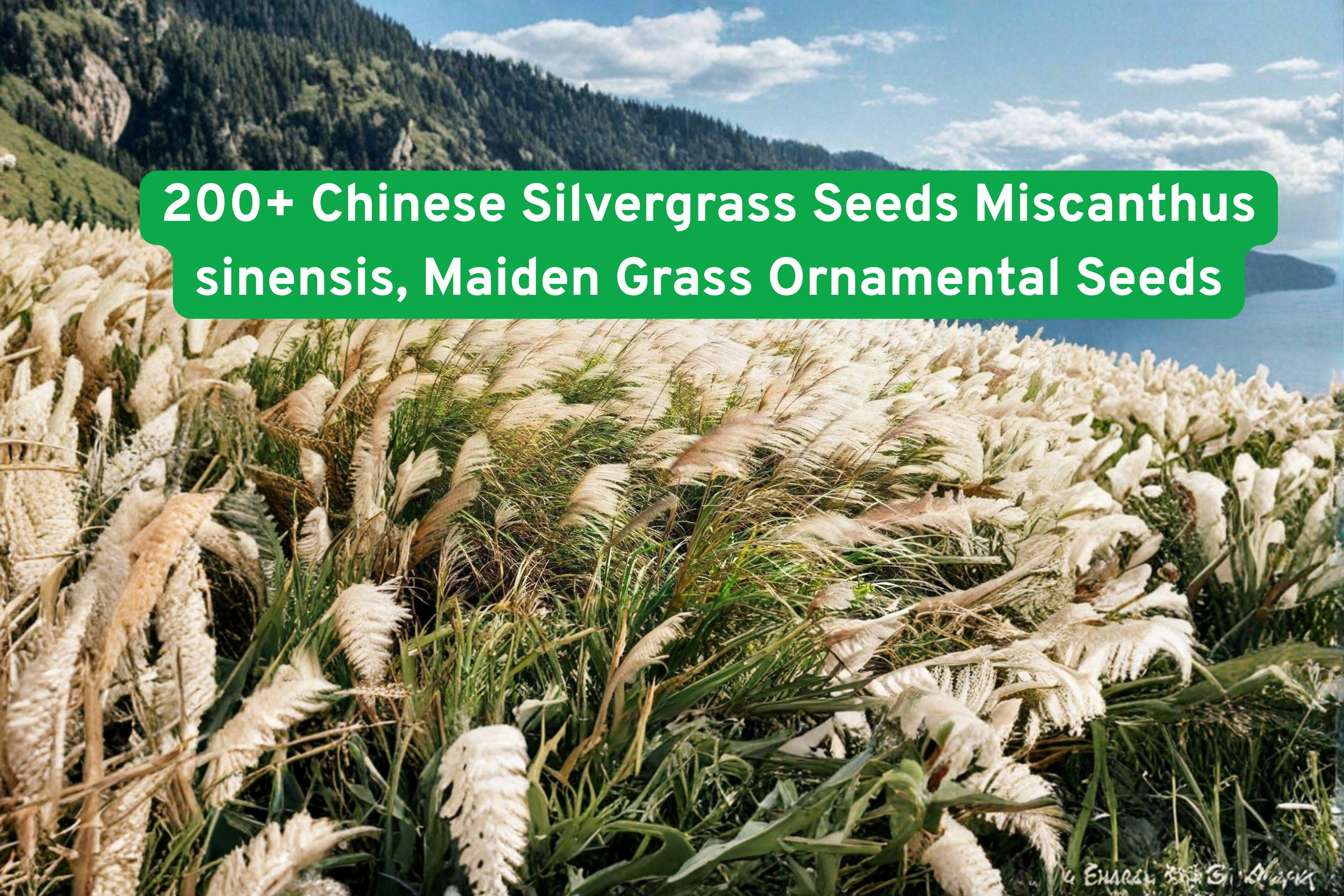 200+ Chinese Silvergrass Seeds | Miscanthus sinensis Ornamental Grass for Landscaping & Garden Borders