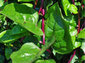 Red Stem Malabar Spinach Seeds – 50 Non-GMO Climbing Vine Green Leaves | Basella rubra Tropical Vegetable