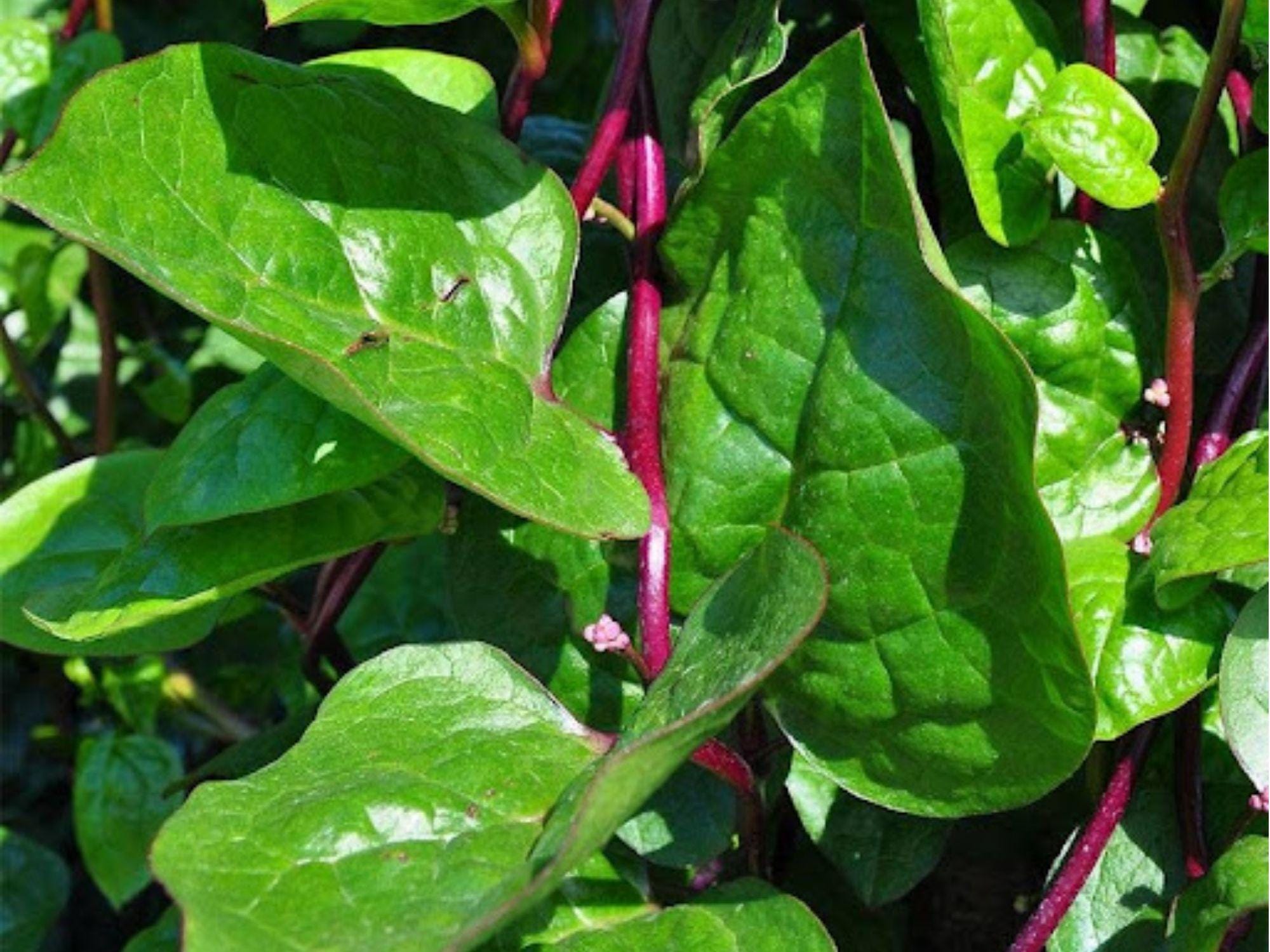 Red Stem Malabar Spinach Seeds – 50 Non-GMO Climbing Vine Green Leaves | Basella rubra Tropical Vegetable