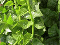 Green Malabar Spinach Seeds – Climbing Vine, Heat-Tolerant Tropical Leafy Green, Basella alba, 50 Count