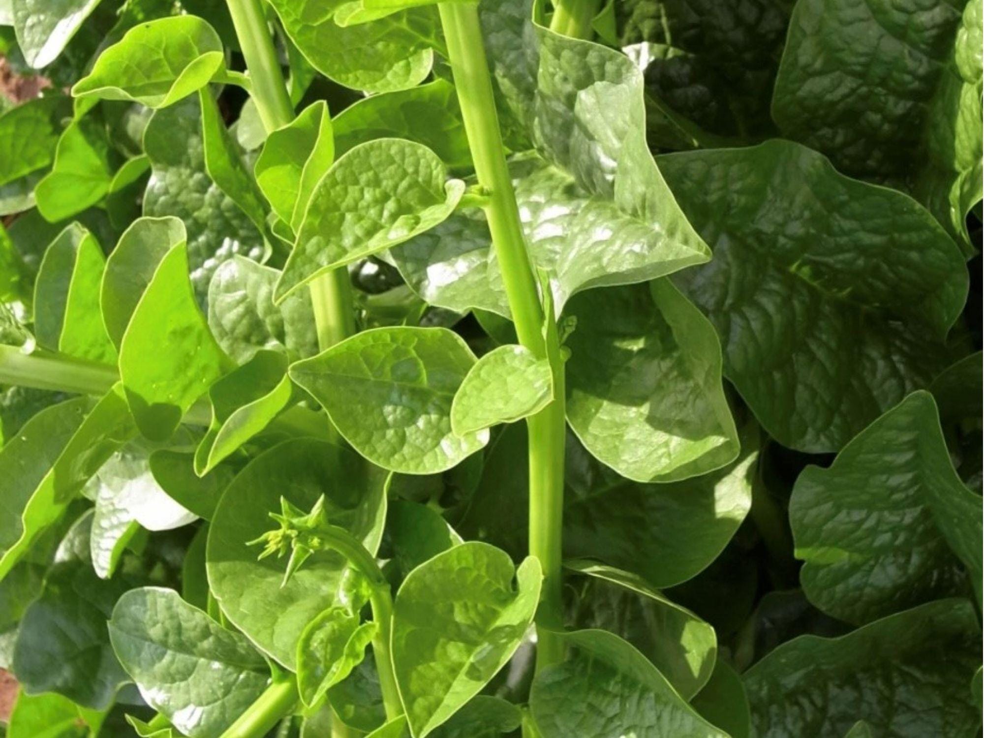 Green Malabar Spinach Seeds – Climbing Vine, Heat-Tolerant Tropical Leafy Green, Basella alba, 50 Count
