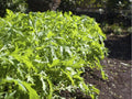 Early Mizuna Seeds – 500 Count, Japanese Mustard Greens, Feathery Serrated Leaves, Brassica rapa var. nipposinica, Cool-Season Vegetable