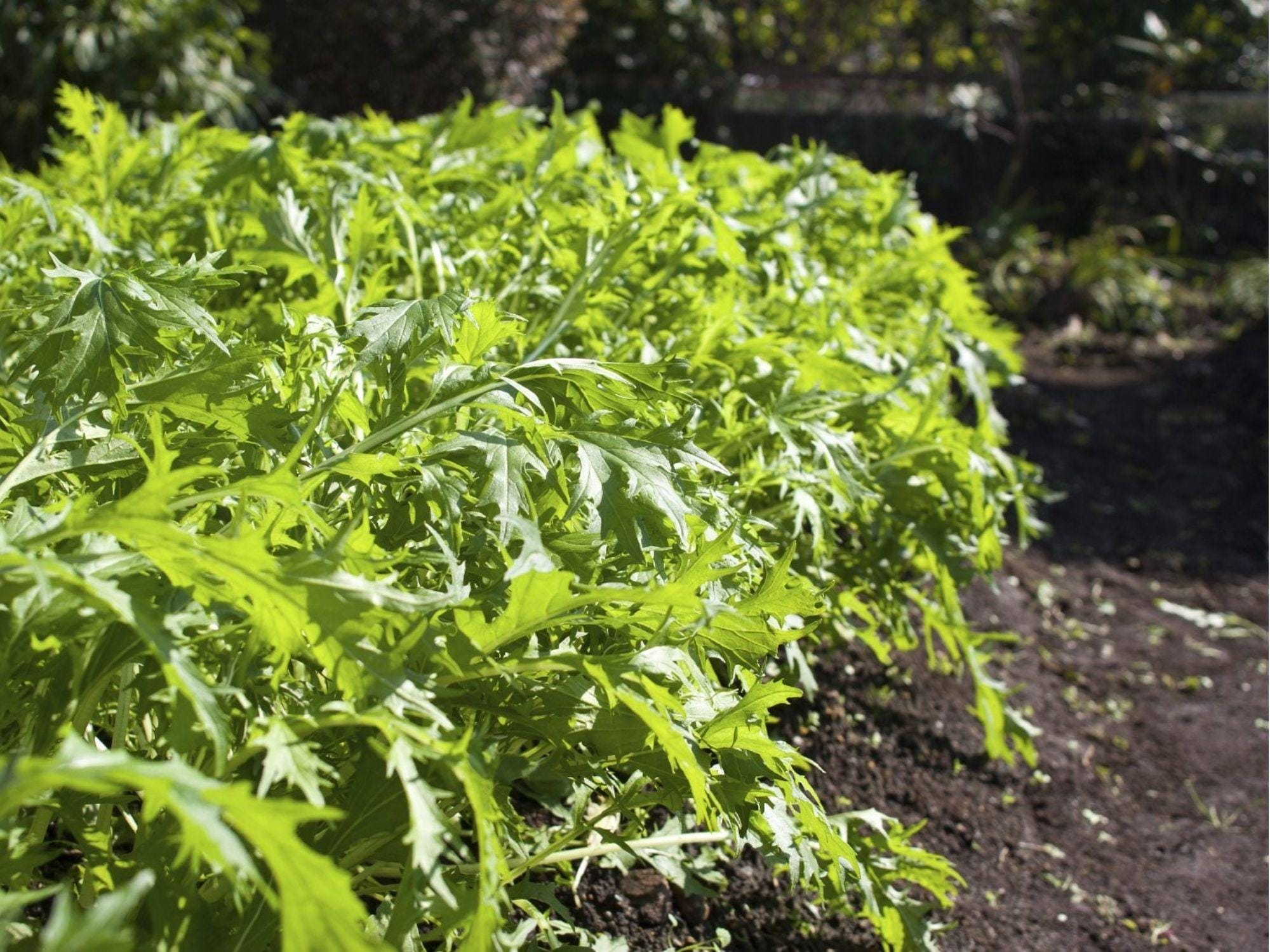 Early Mizuna Seeds – 500 Count, Japanese Mustard Greens, Feathery Serrated Leaves, Brassica rapa var. nipposinica, Cool-Season Vegetable