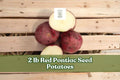 Red Pontiac Seed Potatoes 2 lb | Vegetable Crop, Red Skin, Solanum tuberosum for Home Garden & Raised Beds