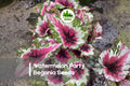 Watermelon Party Begonia Seeds – Rex Begonia Ornamental Foliage, Colorful Patterned Leaves, Indoor & Container Plant, Begonia rex-cultorum