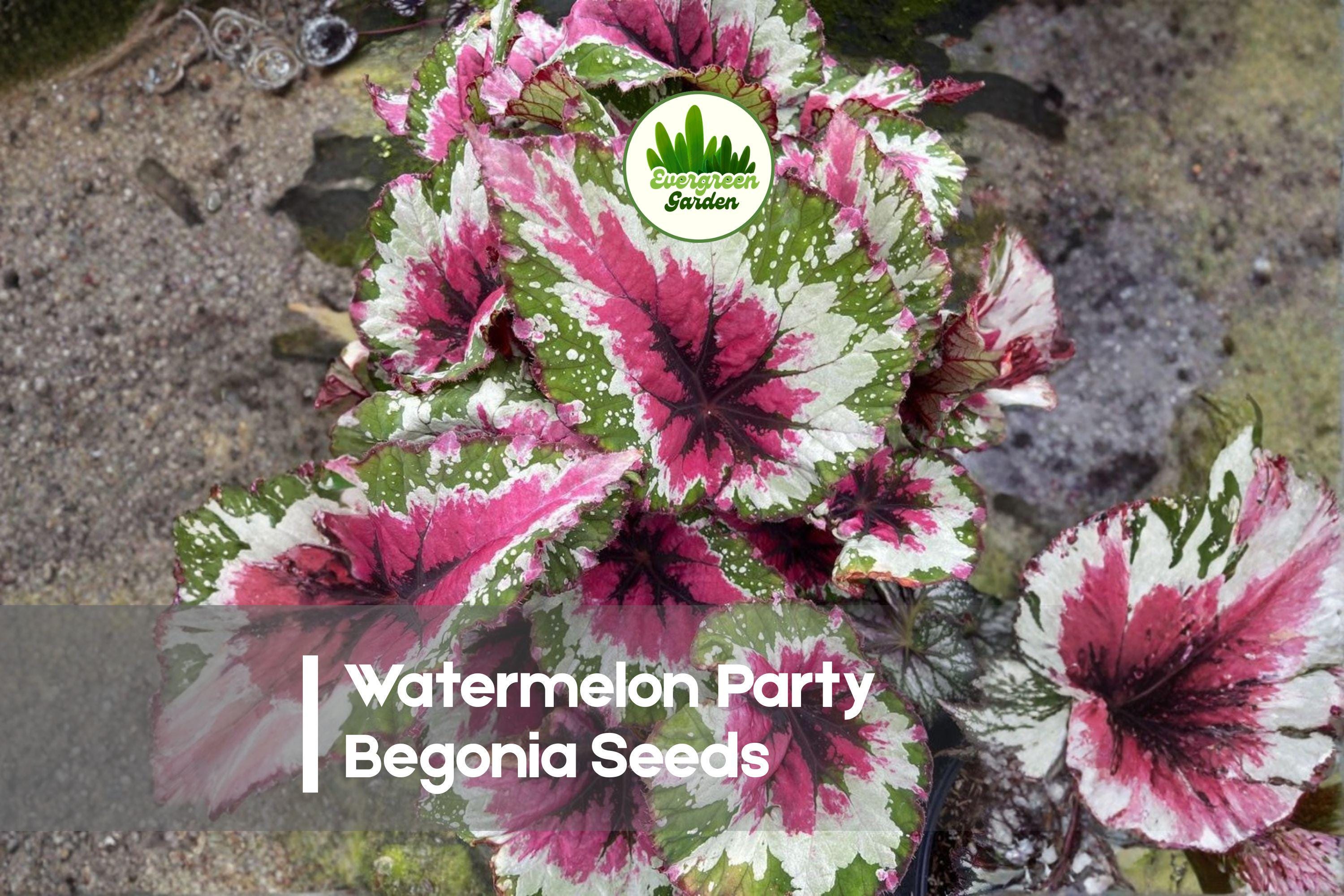Watermelon Party Begonia Seeds – Rex Begonia Ornamental Foliage, Colorful Patterned Leaves, Indoor & Container Plant, Begonia rex-cultorum