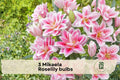 3 Mikaela Roselily Bulbs - Double Pink Pollen-Free Lily Bulbs, Lilium Oriental Hybrid, Garden Bed & Border Planting