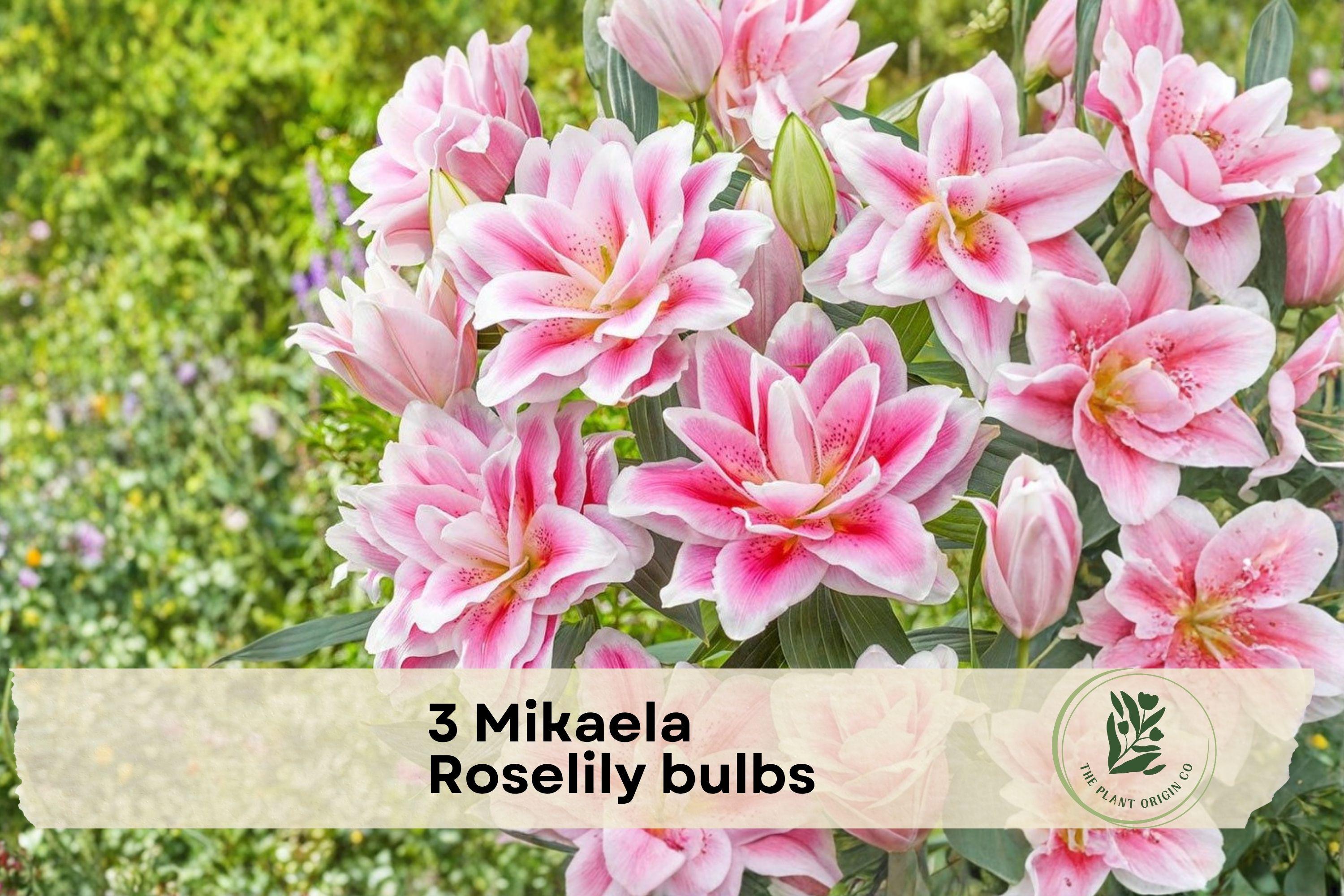 3 Mikaela Roselily Bulbs - Double Pink Pollen-Free Lily Bulbs, Lilium Oriental Hybrid, Garden Bed & Border Planting