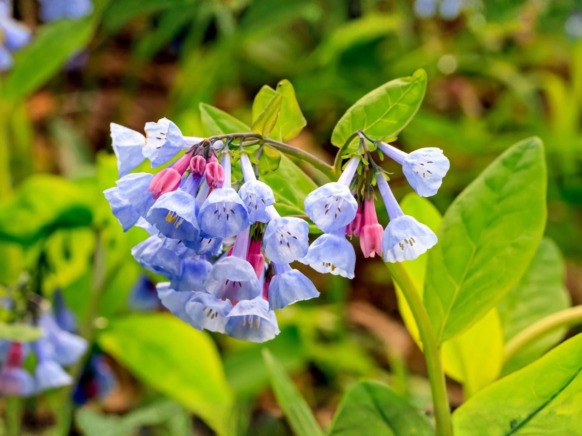 Virginia Bluebells Seeds – Heirloom Non-GMO Native Woodland Wildflower for Shade Gardens – Mertensia virginica