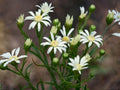 Upland White Goldenrod Seeds – Heirloom Non-GMO Native Wildflower Planting – Oligoneuron album for Prairie, Wildflower & Pollinator Gardens