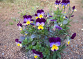 Johnny Jump Up Viola Tricolor Flower Seeds, Heirloom Non-GMO, Vibrant Tri-Color Pansy Wildflower Garden Seeds