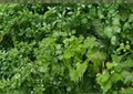 Cilantro Seeds Heirloom Non-GMO Coriandrum sativum Culinary Herb for Garden & Kitchen, 200+ Seeds