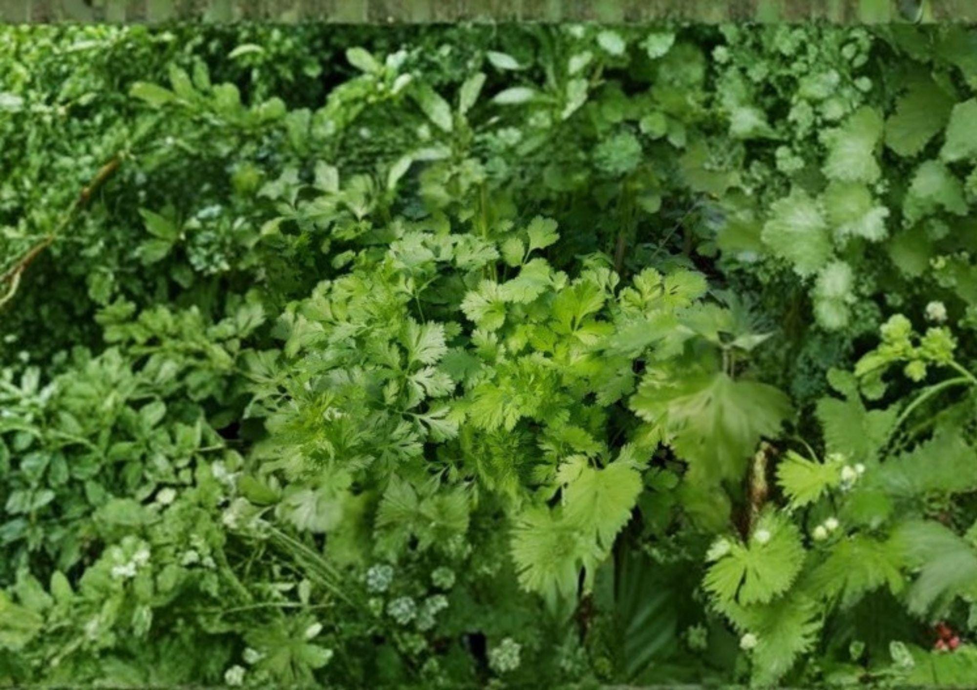 Cilantro Seeds Heirloom Non-GMO Coriandrum sativum Culinary Herb for Garden & Kitchen, 200+ Seeds