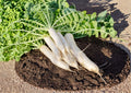 Daikon Radish Seeds, Heirloom Non-GMO, Japanese Raphanus Sativus Root Vegetable, Crisp White Roots for Salad, Pickling & Cooking