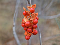 American Bittersweet Seeds – Heirloom Native Climbing Vine for Garden, Wildlife, Landscape – Celastrus scandens