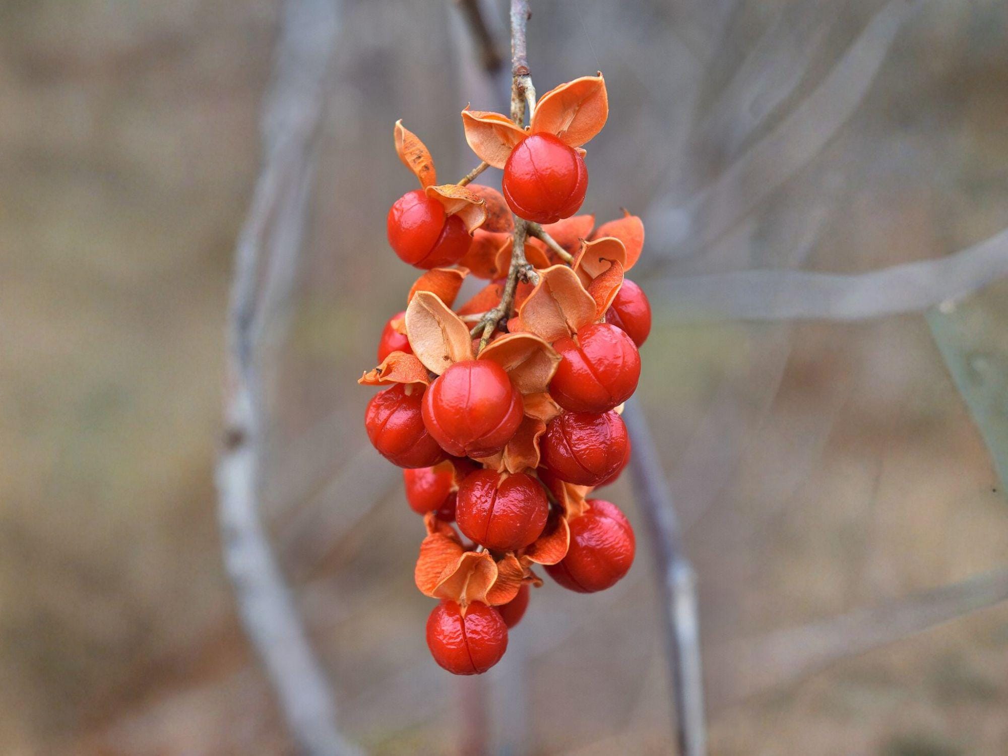 American Bittersweet Seeds – Heirloom Native Climbing Vine for Garden, Wildlife, Landscape – Celastrus scandens