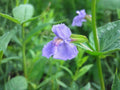 Mimulus ringens Seeds – Heirloom Allegheny Monkeyflower for Wetland Gardens, Native Wildflower, Open-Pollinated, Non-GMO