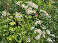 Doellingeria umbellata Seeds – Heirloom Flat-Topped Aster for Native Gardens, Pollinator-Friendly Wildflower, Non-GMO, Open-Pollinated