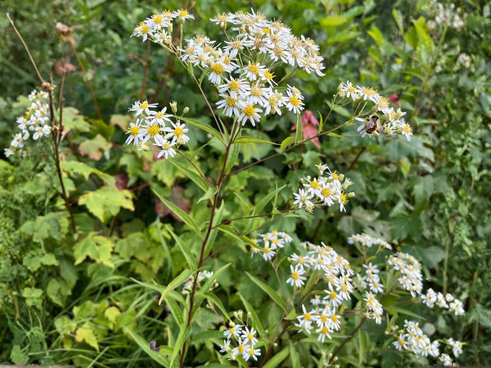 Doellingeria umbellata Seeds – Heirloom Flat-Topped Aster for Native Gardens, Pollinator-Friendly Wildflower, Non-GMO, Open-Pollinated