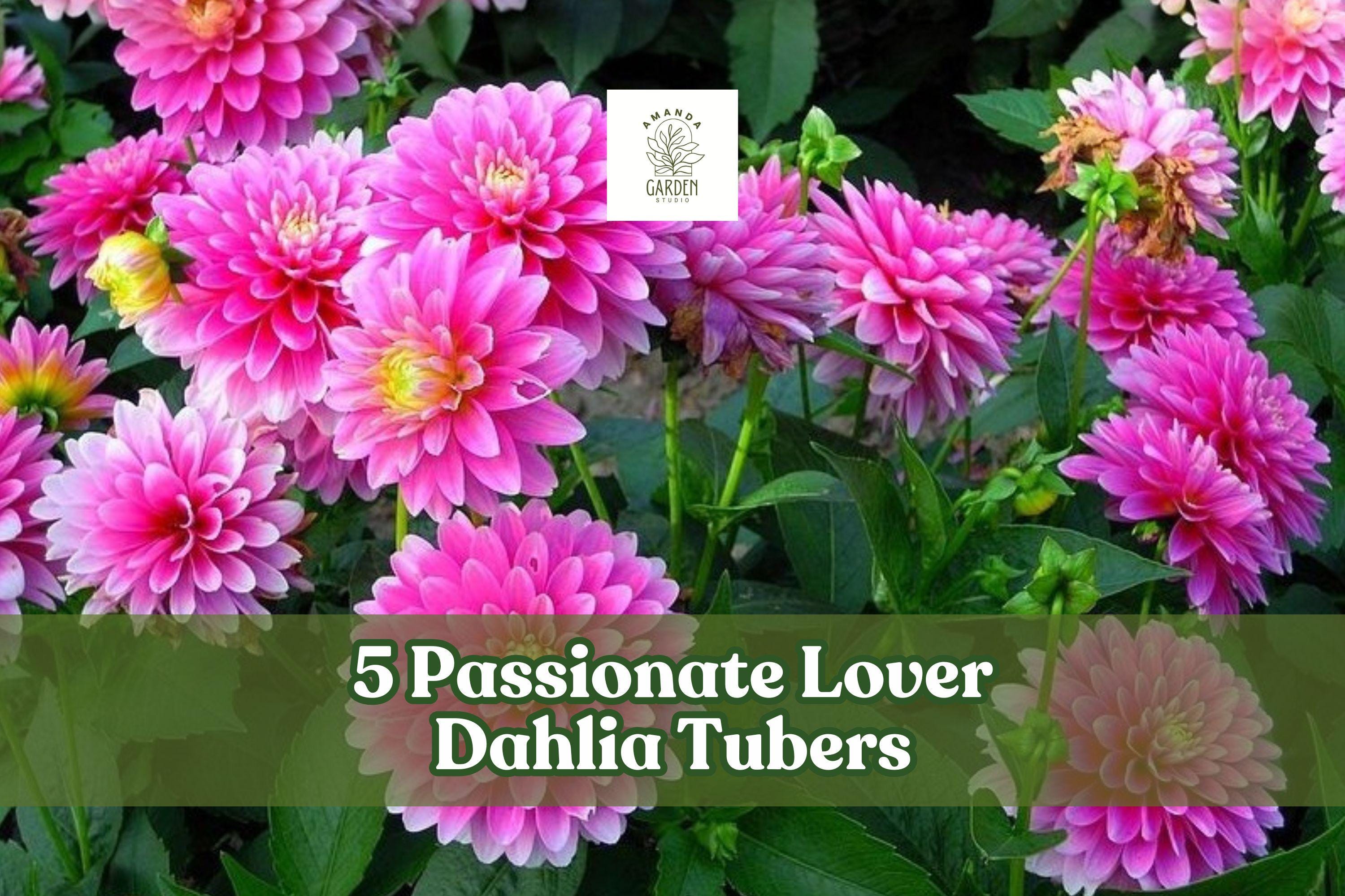 Passionate Lover Dahlia Tubers – Mixed Colors, Perennial Flowering Plant, Dahlia spp. for Garden Beds & Containers