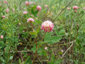 Alsike Clover Flower Seeds | Trifolium hybridum | Perennial Pink & White Blooming Plant for Gardens & Natural Landscapes