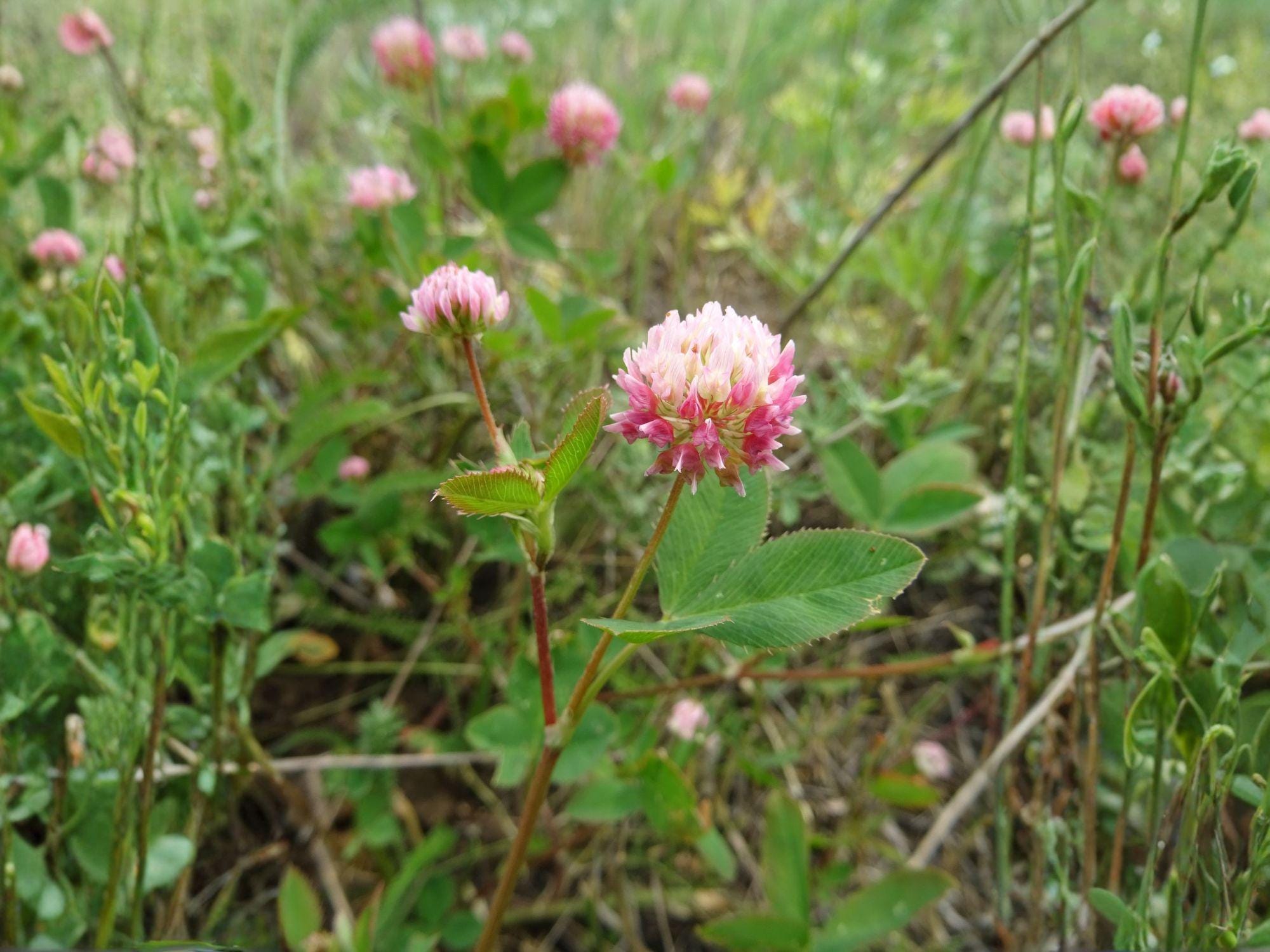 Alsike Clover Flower Seeds | Trifolium hybridum | Perennial Pink & White Blooming Plant for Gardens & Natural Landscapes