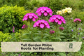 Tall Garden Phlox Roots, Pink Flowers, Perennial, Phlox paniculata, Butterfly Attracting, Landscaping, Garden Bed Plants