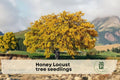 Honey Locust Tree Seedlings – Gleditsia triacanthos, Fast-Growing Shade Tree for Landscaping, Yard, Garden