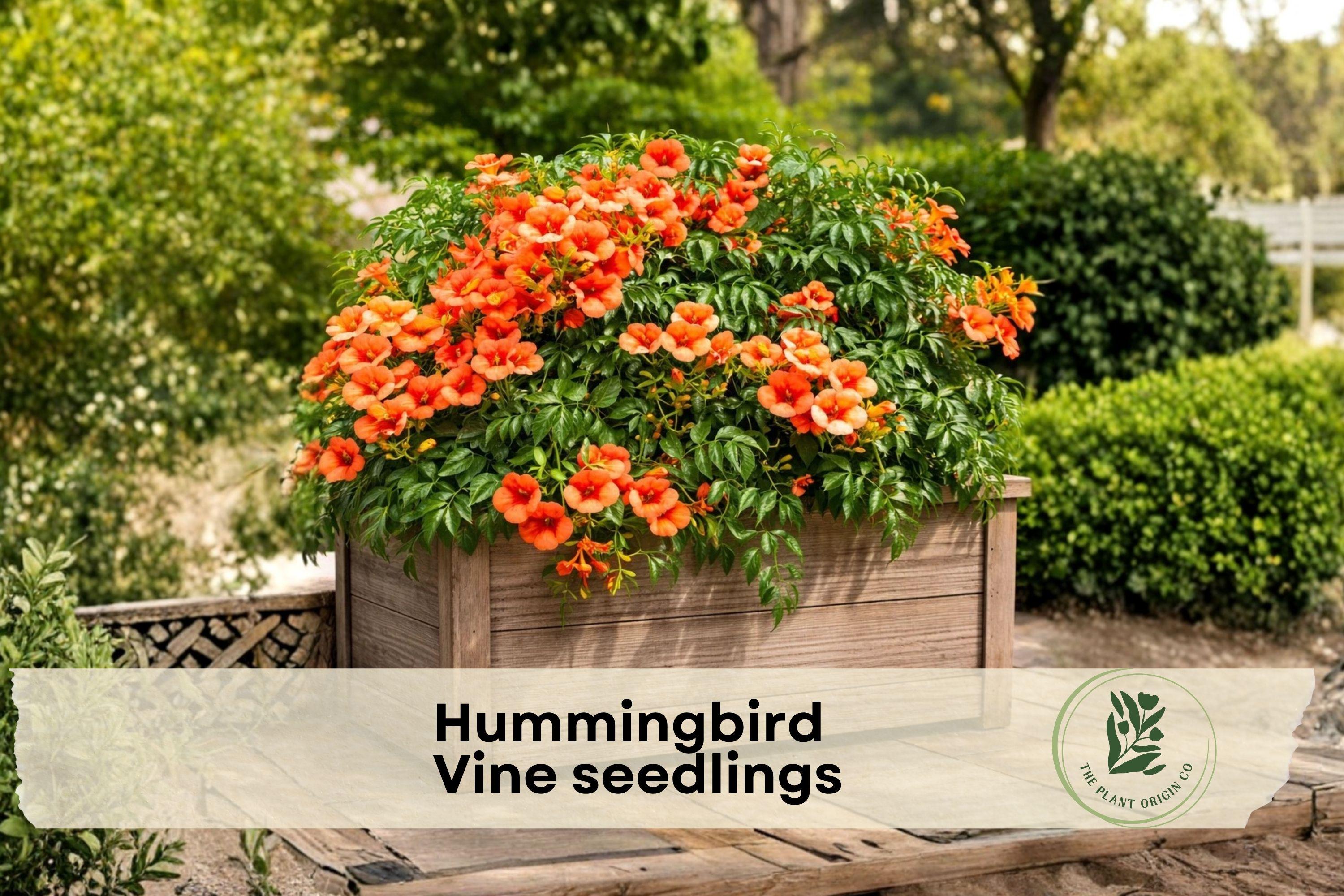 3 Hummingbird Vine Seedlings | Trumpet Creeper Campsis radicans | Climbing Perennial Flowering Vine for Fences & Trellises