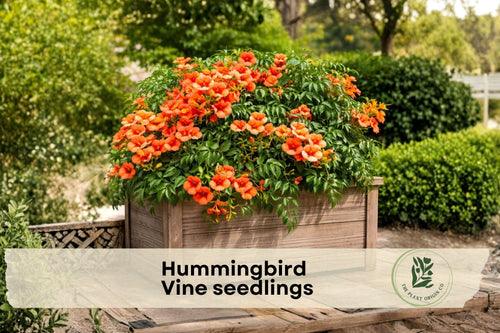 3 Hummingbird Vine Seedlings | Trumpet Creeper Campsis radicans | Climbing Perennial Flowering Vine for Fences & Trellises