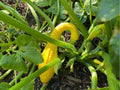 Early Crookneck Squash Seeds – 10 Non-GMO Yellow Summer Variety Cucurbita pepo