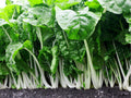 Fordhook Swiss Chard Seeds – 50 Count, Leafy Green Vegetable, Beta vulgaris, Large Dark Green Leaves & White Stems