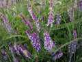 Hairy Vetch Purple Flower Seeds, Vicia villosa, Climbing Vining Plant for Gardens & Natural Plantings