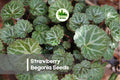 25 Strawberry Begonia Seeds - Saxifraga stolonifera, Ornamental Foliage Plant for Hanging Baskets & Shade Gardens