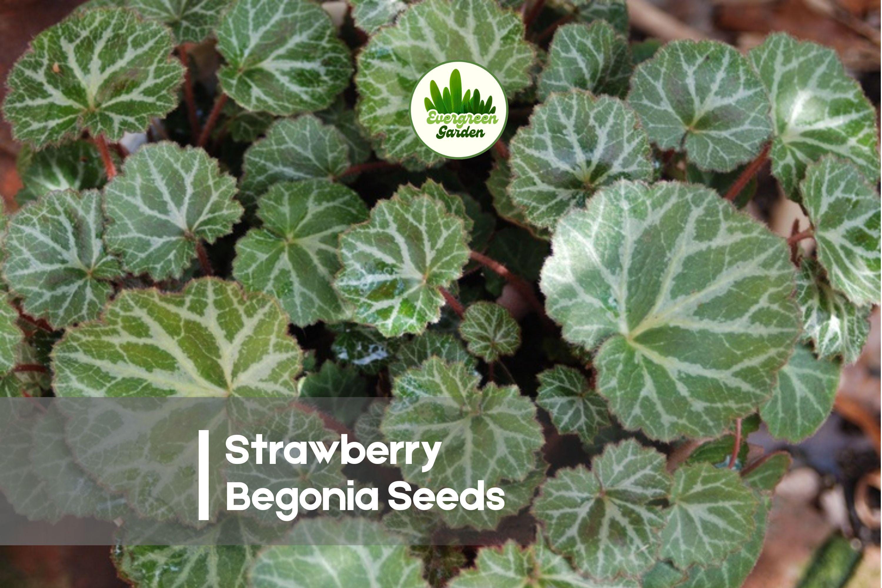 25 Strawberry Begonia Seeds - Saxifraga stolonifera, Ornamental Foliage Plant for Hanging Baskets & Shade Gardens