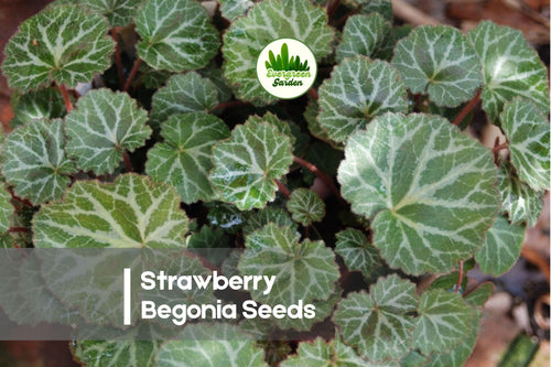 25 Strawberry Begonia Seeds - Saxifraga stolonifera, Ornamental Foliage Plant for Hanging Baskets & Shade Gardens