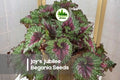 Joy's Jubilee Rex Begonia Seeds – Ornamental Foliage, Pink Silver Burgundy Green, Begonia rex-cultorum