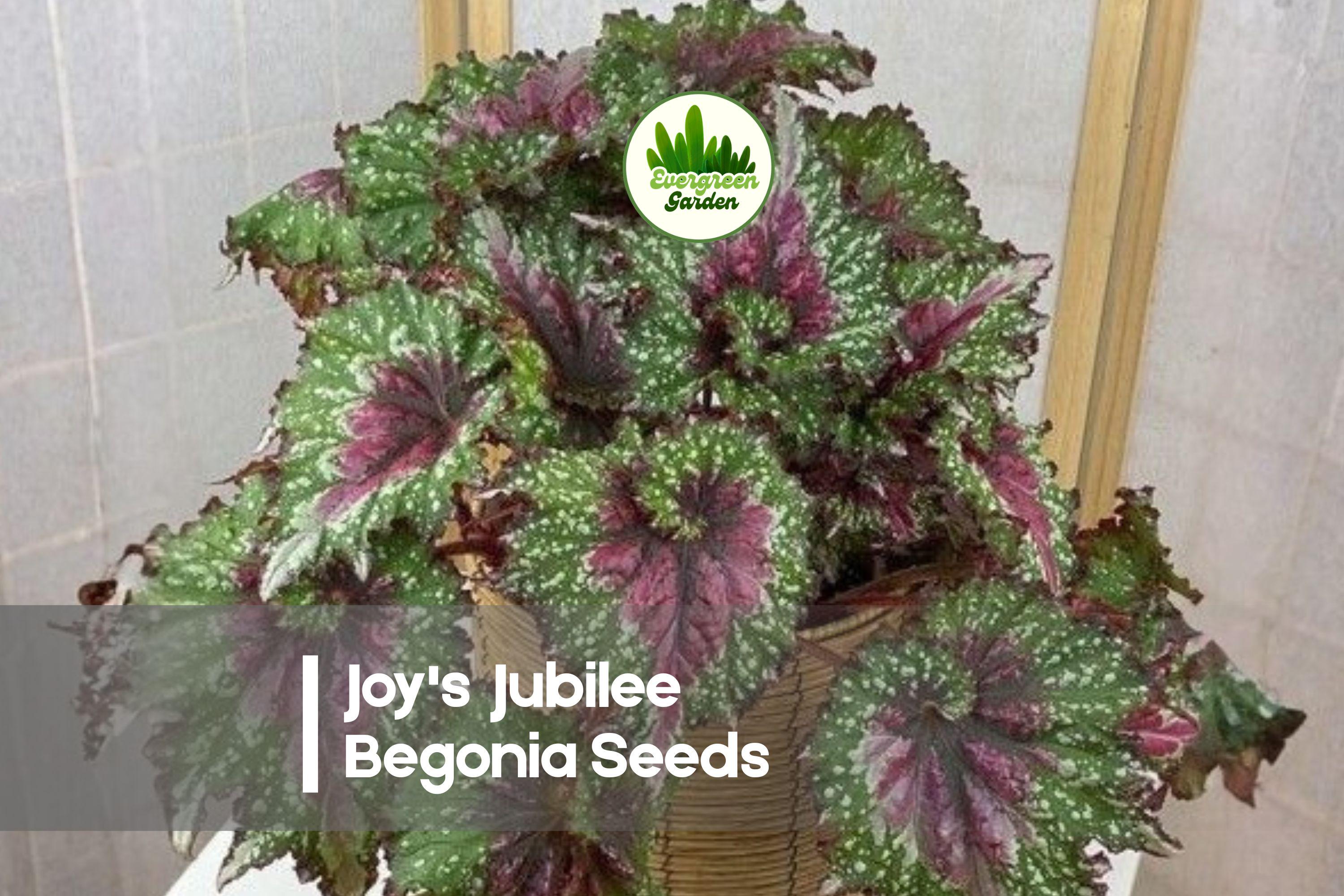 Joy's Jubilee Rex Begonia Seeds – Ornamental Foliage, Pink Silver Burgundy Green, Begonia rex-cultorum