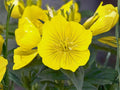 Evening Primrose Seeds | Heirloom Non-GMO Wildflower Garden Planting | Oenothera lamarckiana