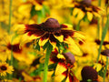 Gloriosa Daisy Seeds | Heirloom Non-GMO Wildflower Flower Planting | Rudbeckia hirta