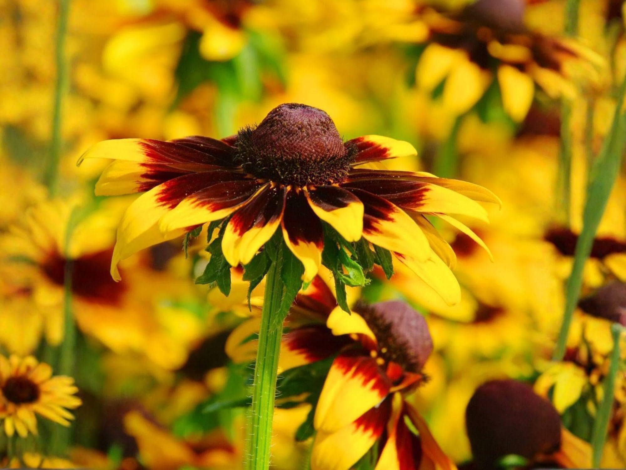 Gloriosa Daisy Seeds | Heirloom Non-GMO Wildflower Flower Planting | Rudbeckia hirta