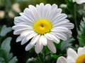 Shasta Daisy Seeds | Heirloom Non-GMO Flower Seeds for Garden Beds & Borders | Chrysanthemum maximum