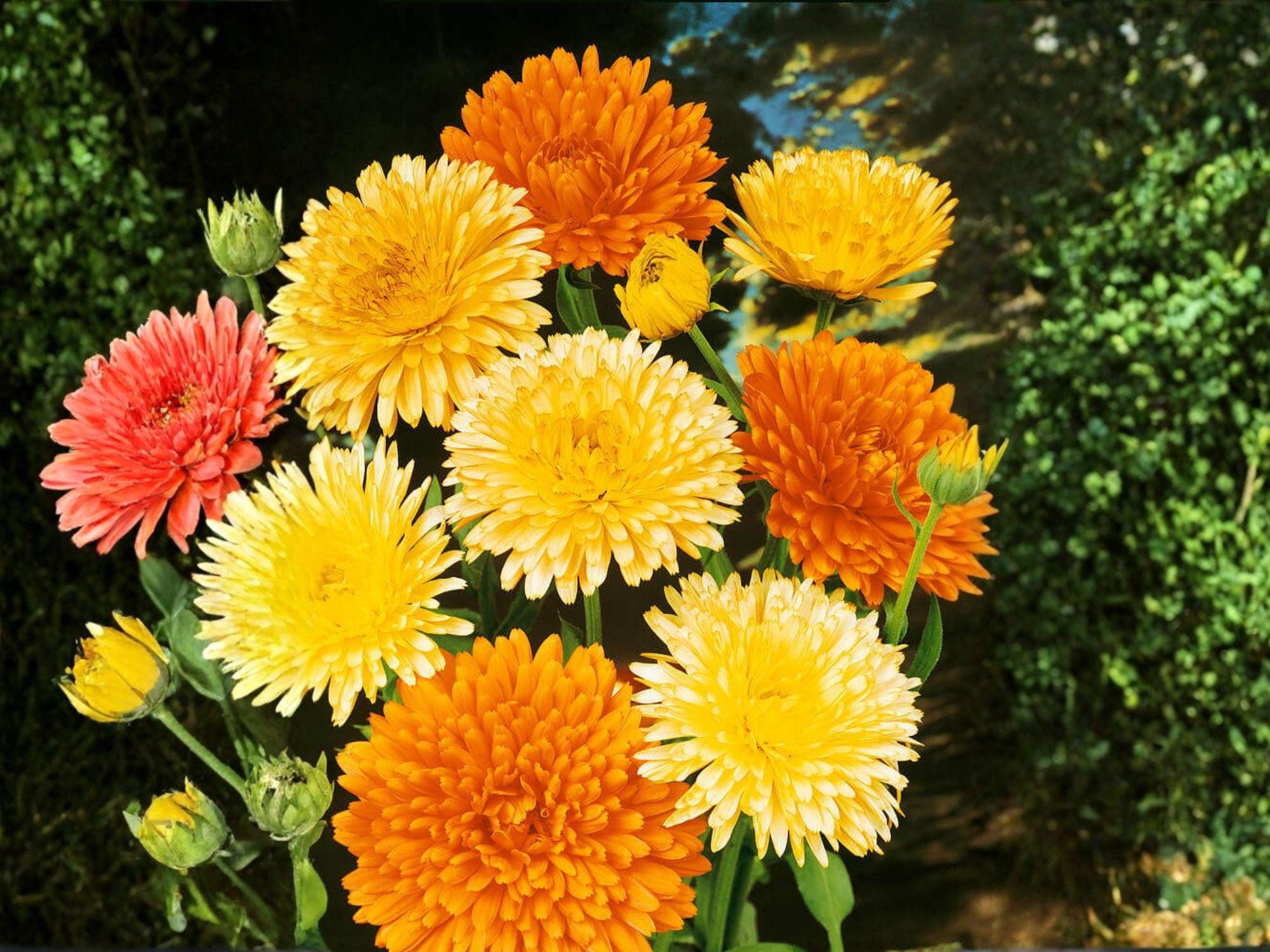 Calendula Pacific Beauty Orange Seeds | Heirloom Non-GMO Flower Seeds for Garden, Borders, Cottage Gardens