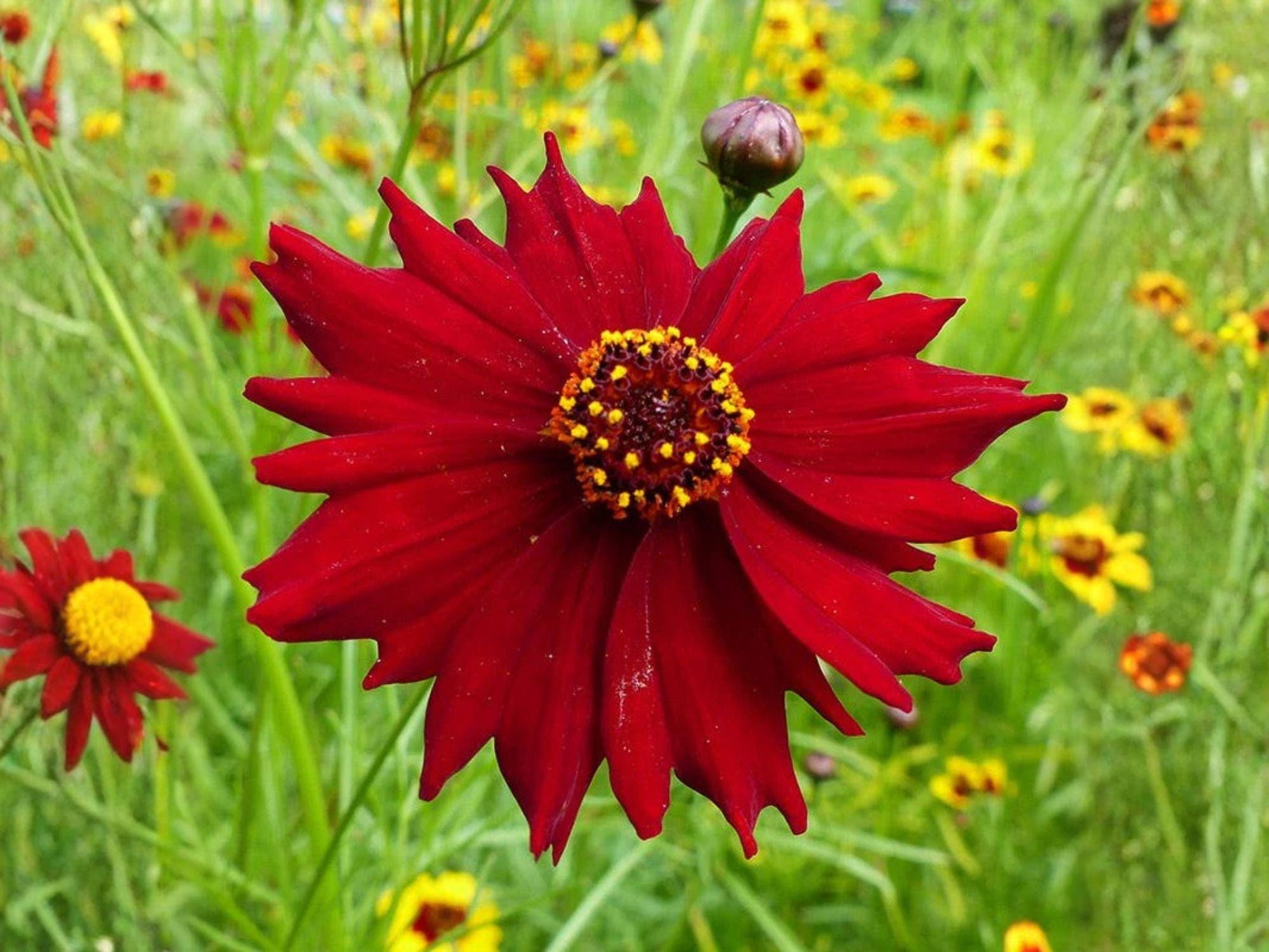 Dwarf Red Coreopsis Seeds | Heirloom Non-GMO Wildflower Plant | Coreopsis tinctoria for Pollinator Gardens